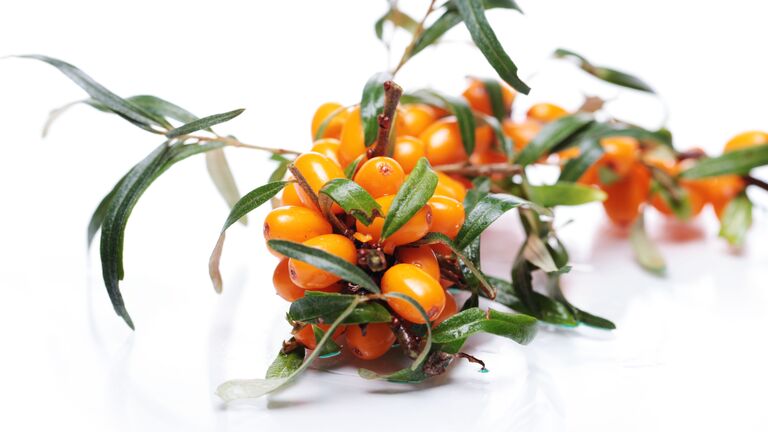 Sanddornzweig mit Früchten