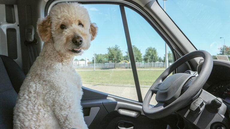 Hund im Auto auf Fahrersitz