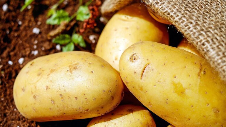 frische Kartoffeln neben Jutesack