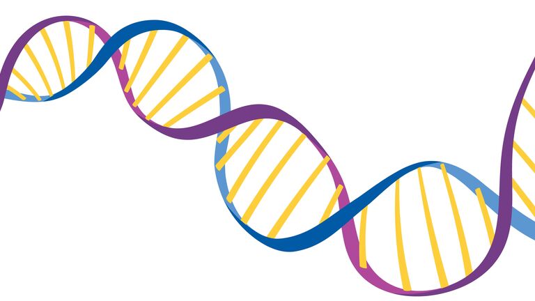 DNA-Molekül