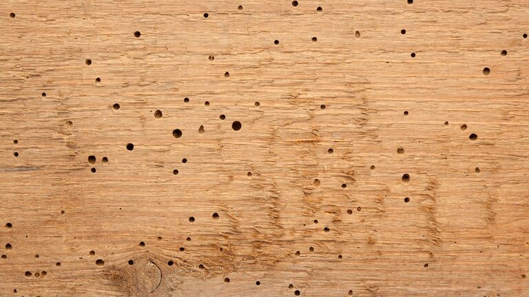 Löcher des Holzwurmes in einem Holzstück