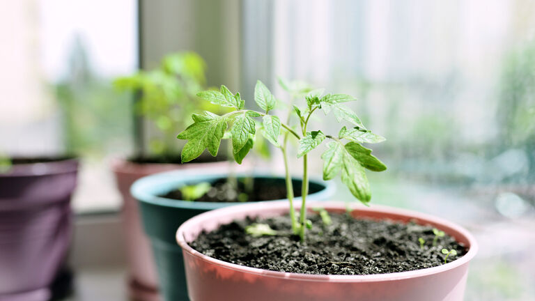 Tomatenpflänzchen auf der Fensterbank