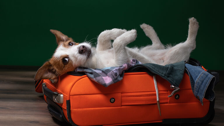 Ein kleiner Terrier liegt auf eine Trolley. Der Trolley ist geöffnet und der Hund liegt auf den Kleidungsstücken.