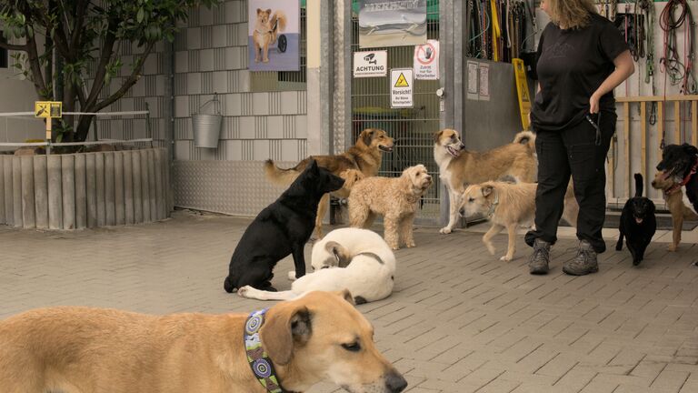 Mehrere Hunde in einer Auslaufhaltung im Tierheim Gelnhausen zusammen mit der Tierheimleiterin Frau Corina Wink.