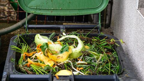 Biotonne mit offenem Deckel