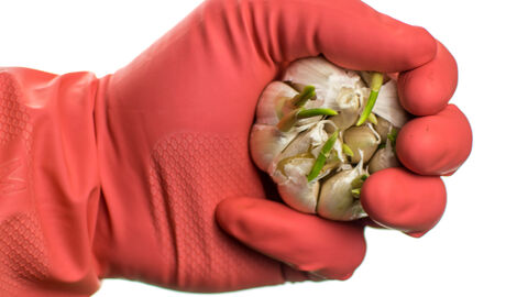 Hand mit Latexhandschuh hält Knoblauch