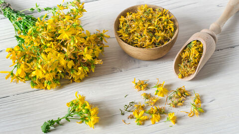 Johanniskraut frisch und getrocknet