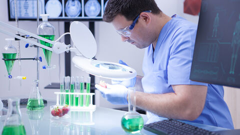 Wissenschaftler untersucht Erdbeeren im Labor