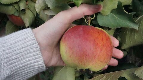 Hand greift nach Apfel am Baum
