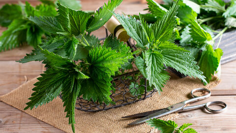 Brennnesseln – in einem Naturgarten unerlässlich Frischwe Brennnesseln in einem kleinen Drahtkorb