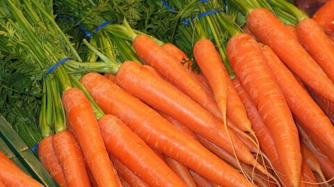 frische Möhren gebündelt