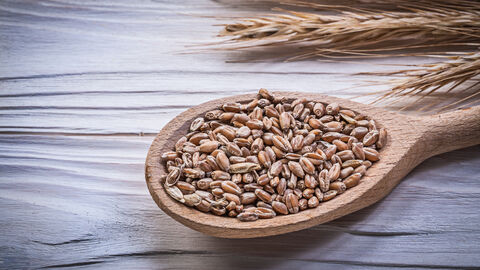 Weizenkörner liegen auf einem Holzlöffel im Hintergrund sind Getreidehalme zu sehen