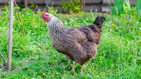 Huhn im Garten