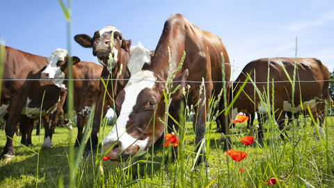 Kühe und Kälber auf Weide