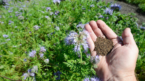 Hand mit Phacelia-Samen und Beet mit blühender Phacelia im Hintergrund