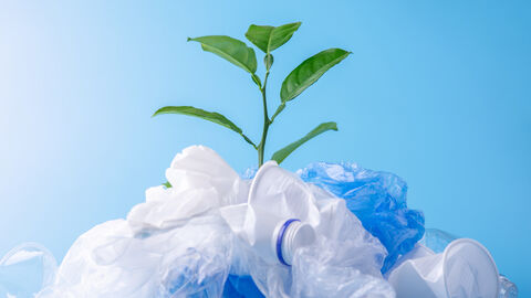 Pflanze hinter einem Haufen Plastikmüll