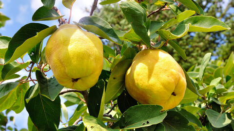 Zwei Quitten am Baum