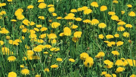 Wiese mit Löwenzahn