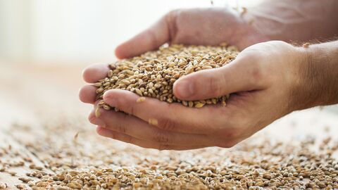 Getreidekörner in den Händen