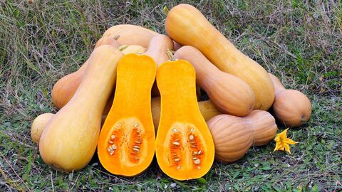 Butternut-Kürbisse auf Wiese