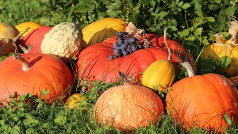 Kürbisse auf Wiese