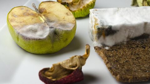 verschimmelte Lebensmittel