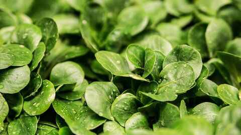 Feldsalat Feldsalat