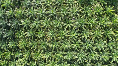 Palmölplantage aus der Vogelperspektive