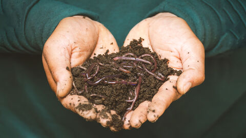 Mann hällt Erde mit Würmern in seinen Händen