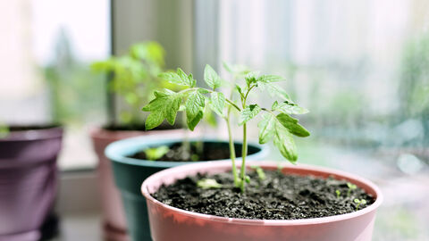 Tomatenpflänzchen auf der Fensterbank