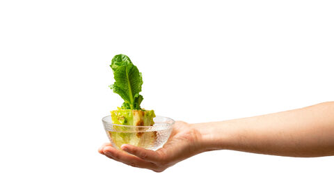 Regrowing Gemüse in einer Glasschüssel, die von einer Hand gehalten wird