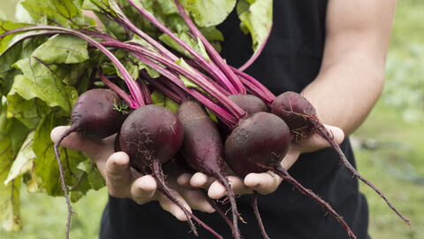 Person im Garten hält mehrere Rote Bete mit Grün in den Händen