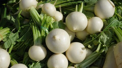 Mehrere Mairübchen mit Blattgrün