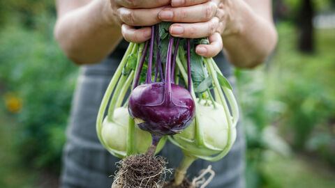 Eine Person hält zwei grüne und einen violetten Kohlrabi in den Händen