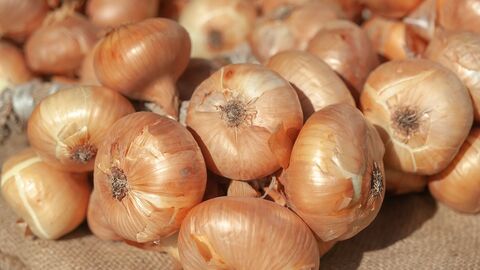 Viele Zwiebeln mit Schale liegen auf Jutebeutel