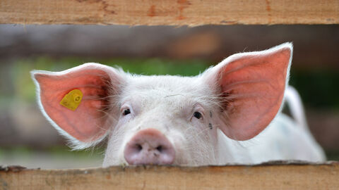 Ein Schwein schaut durch einen Zaun im Freigelände