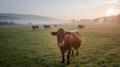 Kühe grasen auf einer Weide bei Sonnenaufgang im Spessart bei Bad Soden-Salmünster.