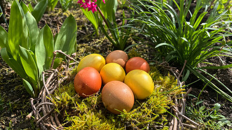 Gelb und braun gefärbte Eier in einem Moosnest auf dem Boden neben einer roten Blume