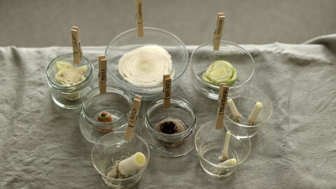 Die abgeschnittenen Stücke von Sellerie, Salat, Karotte, Rote Beete, Lauch, Chinakohl und Frühlingszwiebeln werden jeweils in ein Glas mit Wasser gegeben. Das Wasser benetzt aber nur den Boden der Gemüsestücke.