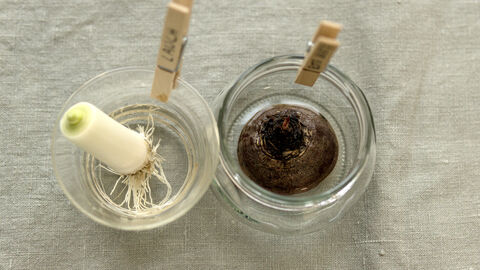 Nach einer Woche sieht man beim Lauch eine grüne Stelle, die etwas einen halben Zentimeter nachgewachsen ist. Auch bei der Roten Bete bildet sich ein kleines Blatt.