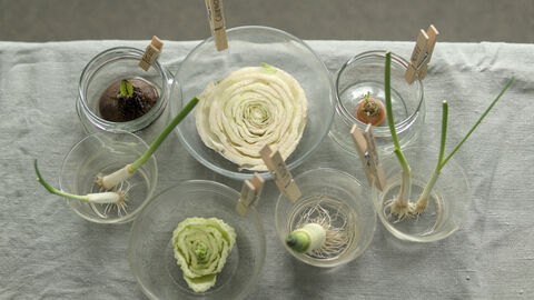 Nach zwei Wochen sind fast alle Gemüsesorten nachgewachsen. Nur beim Chinakohl sind kaum nachwachsende Stellen zu sehen.