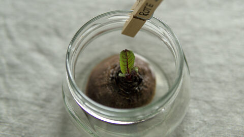 Bei der Roten Bete wächst nach zwei Wochen deutlich sichtbar ein grünes Blatt.