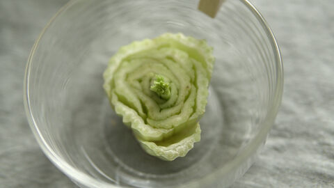 In der Mitte des Selleriestrunks sieht man kleine grüne Blätter, die nachwachsen.