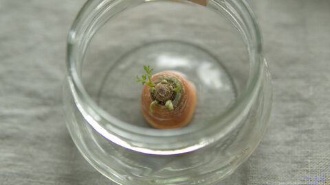 Bei der Karotte wachsen nach zwei Wochen grüne Blätter nach.