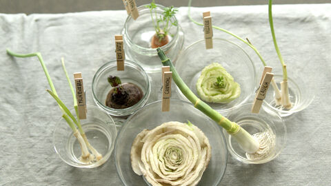 Alle Gemüsessorten sind nach drei Wochen nachwachsendem Selbstversuch zu sehen. Vor allem der Lauch und die Frühlingszwiebeln sind für mehrere Zentimenter nachgewachsen, während der Chinakohl braune Stellen zeigt.