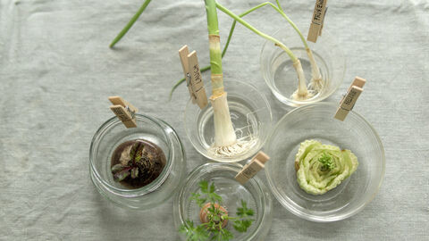 Lauch, Rote Bete, Karotte, Sellerie und Frühlingszwiebel haben den Selbstversuch nach vier Wochen überstanden und sind in ihren Gläsern zum Teil deutlich nachgewachsen.