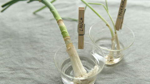 Lauch und Frühlingszwiebeln sind die Gewinner des Regrowing-Projekts. Beide Gemüsesorten sind in ihren Gläsern um etwa 25 Zentimeter nachgewachsen.
