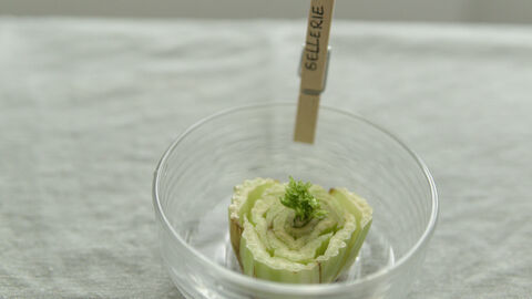 Braune Stellen an der Schnittkante des Selleriestrunks sind zu sehen. Die grünen Blätter in der Mitte sind nicht weiter nachgewachsen.