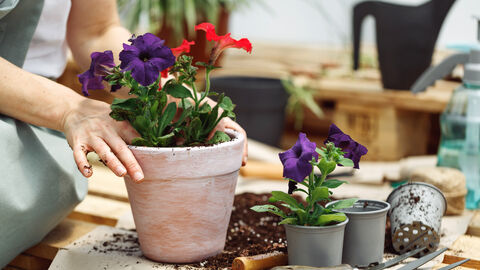 Eine Person pflanzt in einen Tontopf eine Blume ein. Neben ihr auf dem Tisch stehen weitere Blumen und Plastikblumentöpfe. Im Hintergrund sieht man eine Gießkanne.