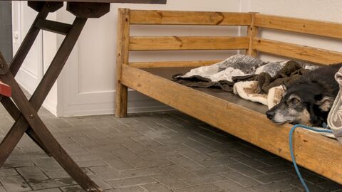 Ein älterer Hund hat es sich auf einer Holzbank mit vielen Decken gemütlich gemacht.